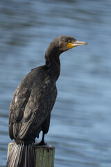 Black Shag bird by the sea in New Zealand also known as a cormorant
