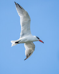Fototapeta na wymiar Caspian Tern bird on a blue sky background in flight