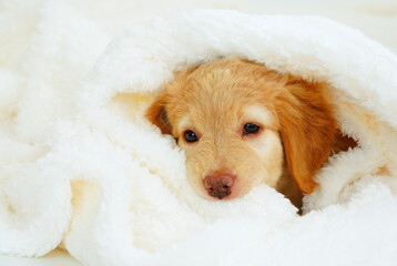 cute hovawart puppy looks out from under white blankets. Muzzle cute sleeping puppy looks out from...