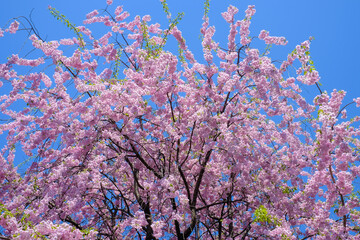 Weeping cherry tree(Shidarezakura) at Morioka castle ruins park(Iwate Park),Iwate,Tohoku,Japan.(selective focus)