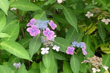 hydrangea - Ajisai, 紫陽花