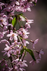 Weeping cherry blossoms(Shidarezakura) at Morioka castle ruins park(Iwate Park),Iwate,Tohoku,Japan.(selective focus)