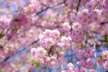 Naklejka premium Weeping cherry blossoms(Shidarezakura) at Morioka castle ruins park(Iwate Park),Iwate,Tohoku,Japan.(selective focus)