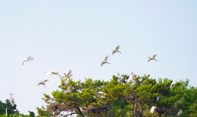 배로