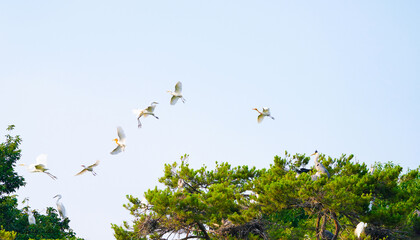 배로
