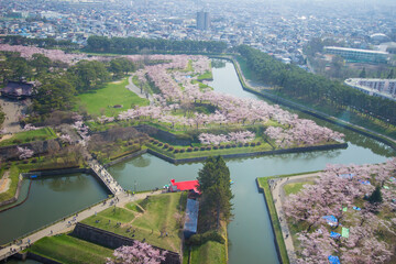 Beautiful cherry trees at Fort Goryokaku as seen from Goryokaku Tower,Hakodate,Hokkaido,Japan in spring. - obrazy, fototapety, plakaty