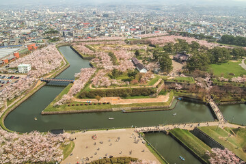 Obraz premium Beautiful cherry trees at Fort Goryokaku as seen from Goryokaku Tower,Hakodate,Hokkaido,Japan in spring.