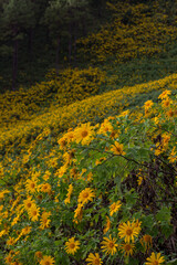 Mexican Sunflower(Bua Tong) hills of Doi Mae U-Kho in Khun Yuam district,Mae Hong Son,Northern Thailand.Blooming in November and December.