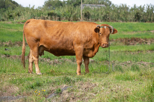 reddish brown Ramo Grande female cow with horns standing in field of the island of Faial in the Azores of Portugal with lush green grass and foliage in background horizontal format room for type