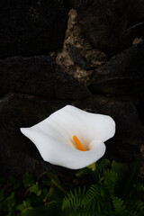 beautiful white calla lily blooming in garden isolated with black background yellow stamen in the centre perfectly shaped growing in garden in the Azores vertical format room for type flora and fauna 