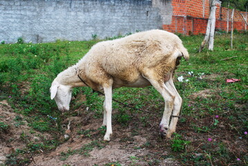 Obraz na płótnie Canvas Photo taken on November 25, 2011. Animal sheep feeding at the farm in Cações - Jaguaripe Bahia, Brazil.