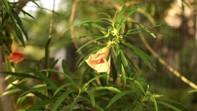 Orange flower with green leaves in tropical garden during golden hour with orange light