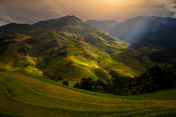 Terraced rice field in the harvest season in Mu Cang Chai,Rice terrace on during sunset ,Northeast region of Vietnam