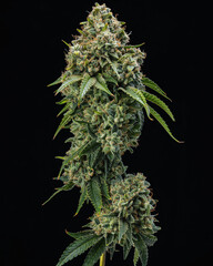 Full Cola of an OG Cannabis Plant