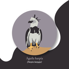 Bird illustration, Harpy eagle, National bird of Panamá
