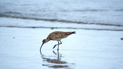 Whimbrel (Numenius phaeopus) on the beach in Canoa, Ecuador