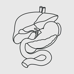 Human Liver Anatomy Outline SVG Cut File, Human Liver Svg, Human Anatomy Svg, Liver Svg, Human Body, Human Organs