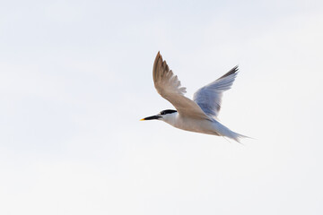 Sandwich tern (Thalasseus sandvicensis) in flight, in Sarasota, Florida