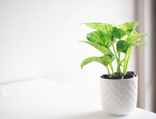 Epipremnum aureum marble queen plant in white pot on white wooden table in office or living room. Space for your text..