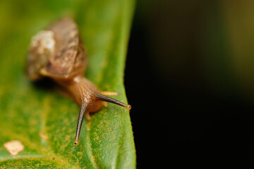 Asian Tramp Snail Bradybaena similaris