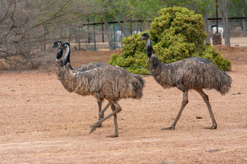 Emu