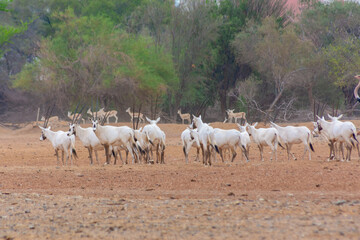 Obraz na płótnie Canvas Arabian oryx or white oryx