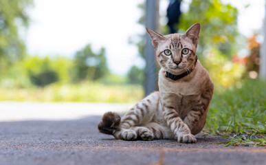 a cat on floor in garden