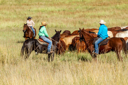 Two cowgirls and one cowboy mustering on horses.