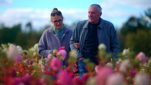 Lovely Senior Couple Walking Around The Colorful Bunches Of Hydrangea Paniculata Flowering Plants, In Lithuania. Selective Focus- Medium Shot