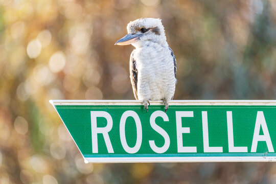 An Australian Kookaburra sitting on a street sign