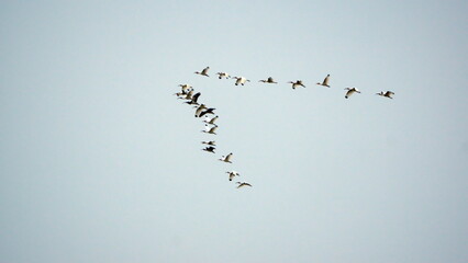 Flock of American white ibis (Eudocimus albus) flying above the beach in Canoa, Ecuador