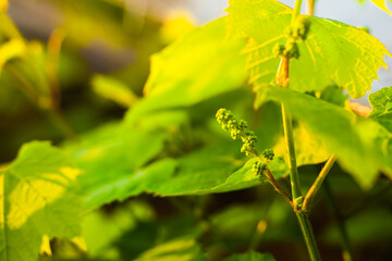 Green small unripe grapes close-up at sunrise
