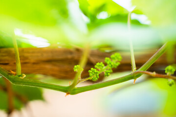 Green small unripe grapes close-up. soft warm lighting