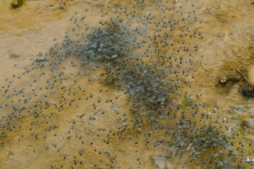 Green toad (Bufotes viridis) tadpoles on water in Thailand.