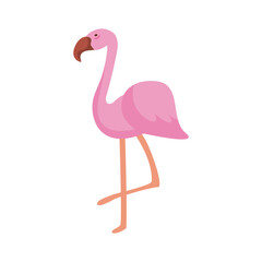 exotic flamingo bird