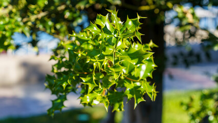 Close up of a holly bush. Background resource.