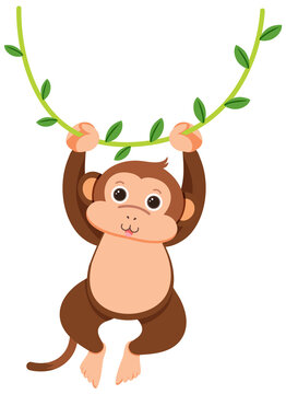Monkey hanging on liana
