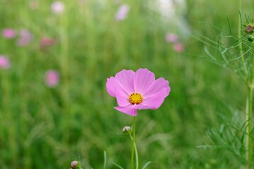 pink cosmos flower