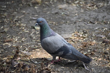 Paloma mirándote II