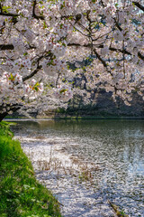 Cherry carpet(Hanaikada) on the pond in Hirosaki Park,Aomori,Tohoku,Japan.
