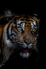 Plakat portrait of a tiger