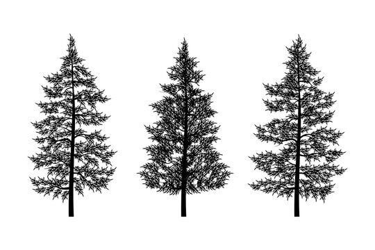 Pine trees silhouette collection vector elements