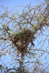 cactus wren bird in a tree with its nest
