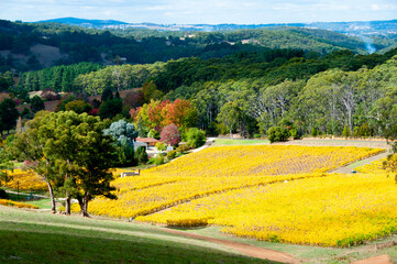 Vineyards in Adelaide Hills - South Australia