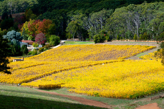 Vineyards In Adelaide Hills - South Australia