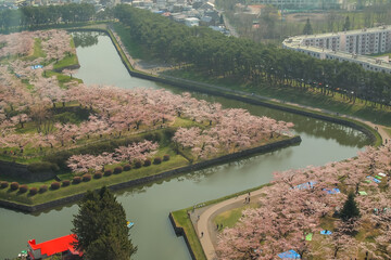 Hakodate,Hokkaido,Japan on April 29,2018:Cherry trees along the moats of Fort Goryokaku as seen...