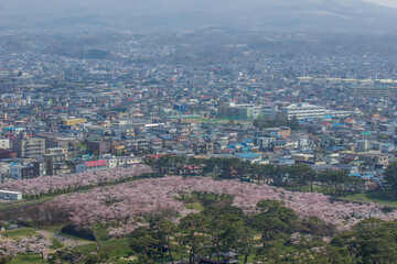 Fototapeta na wymiar Hakodate,Hokkaido,Japan on April 29,2018:Cherry trees along the moats of Fort Goryokaku as seen from Goryokaku Tower