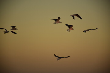 travel & wildlife