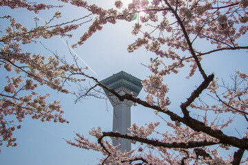 Hakodate,Hokkaido,Japan on April 29,2018:Springtime at Goryokaku Tower,with fully-bloomed cherry blossoms in the foreground.