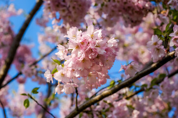 Cherry blossoms at Tenshochi Park,Kitakami,Iwate,Tohoku,Japan.